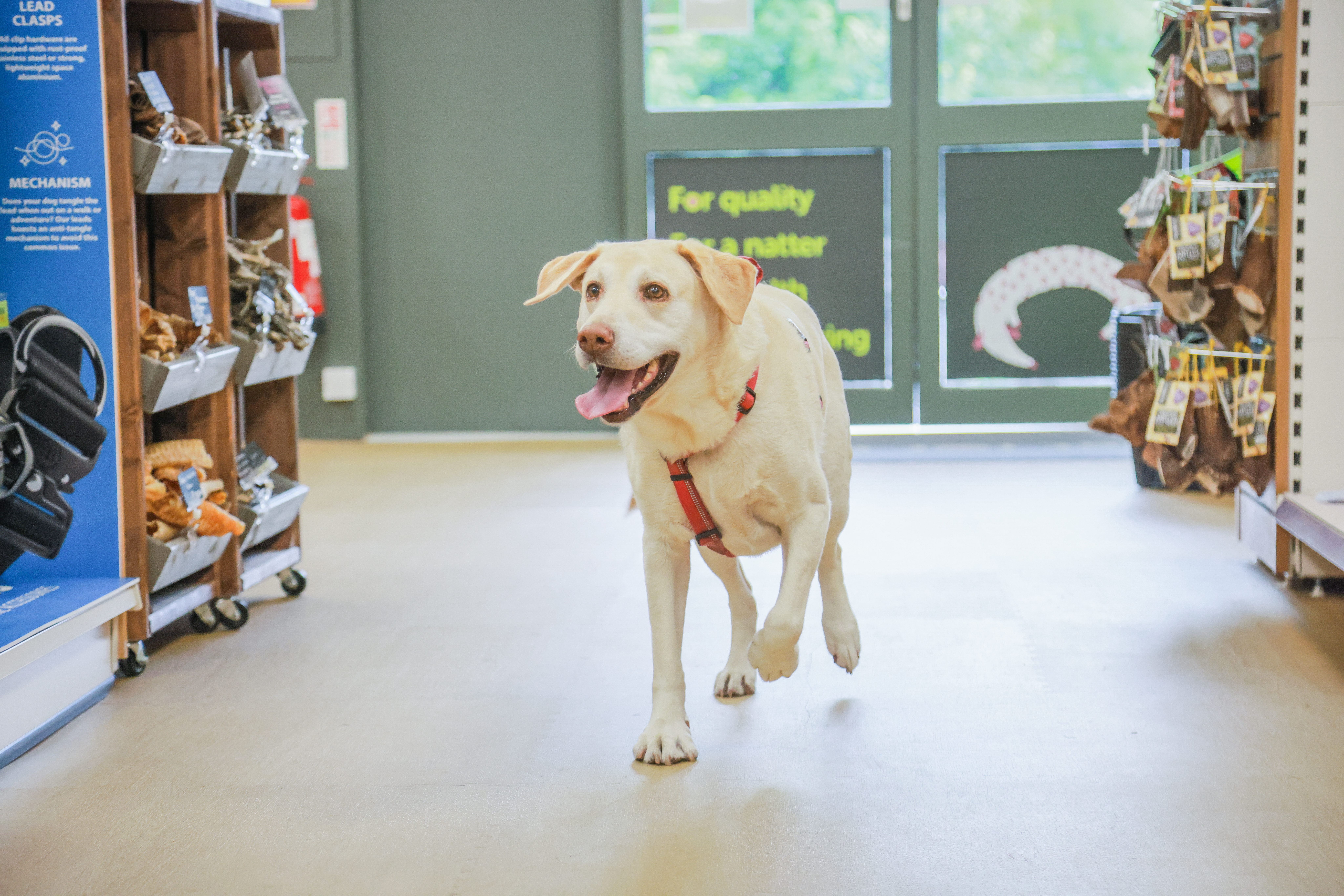 Just for Pets - Main Image