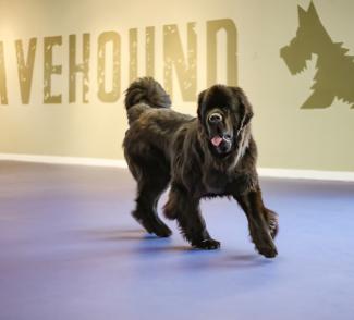 Bravehound - Image 1