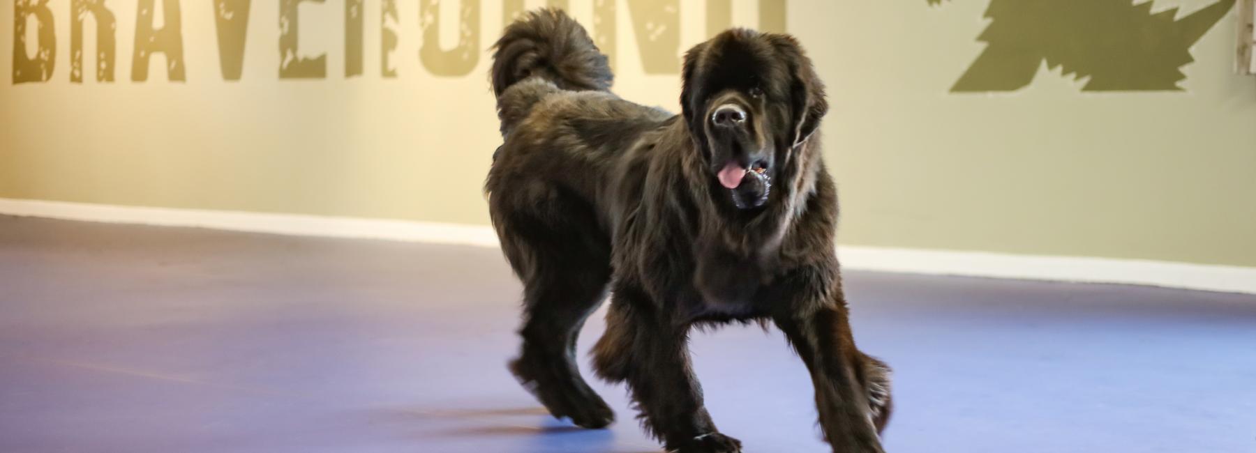 Bravehound - Image 1 Bravehound - Image 1
