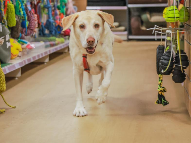 Just for Pets - Image 15