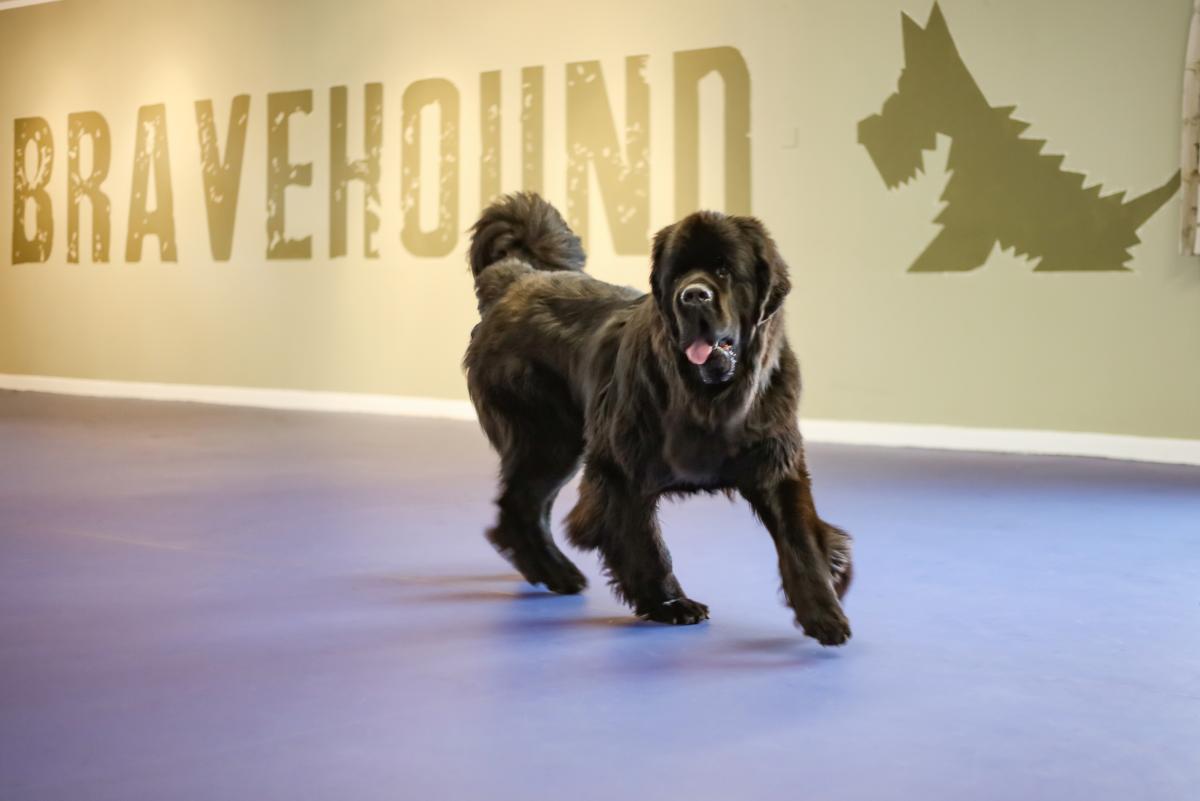 Bravehound - Image 1 