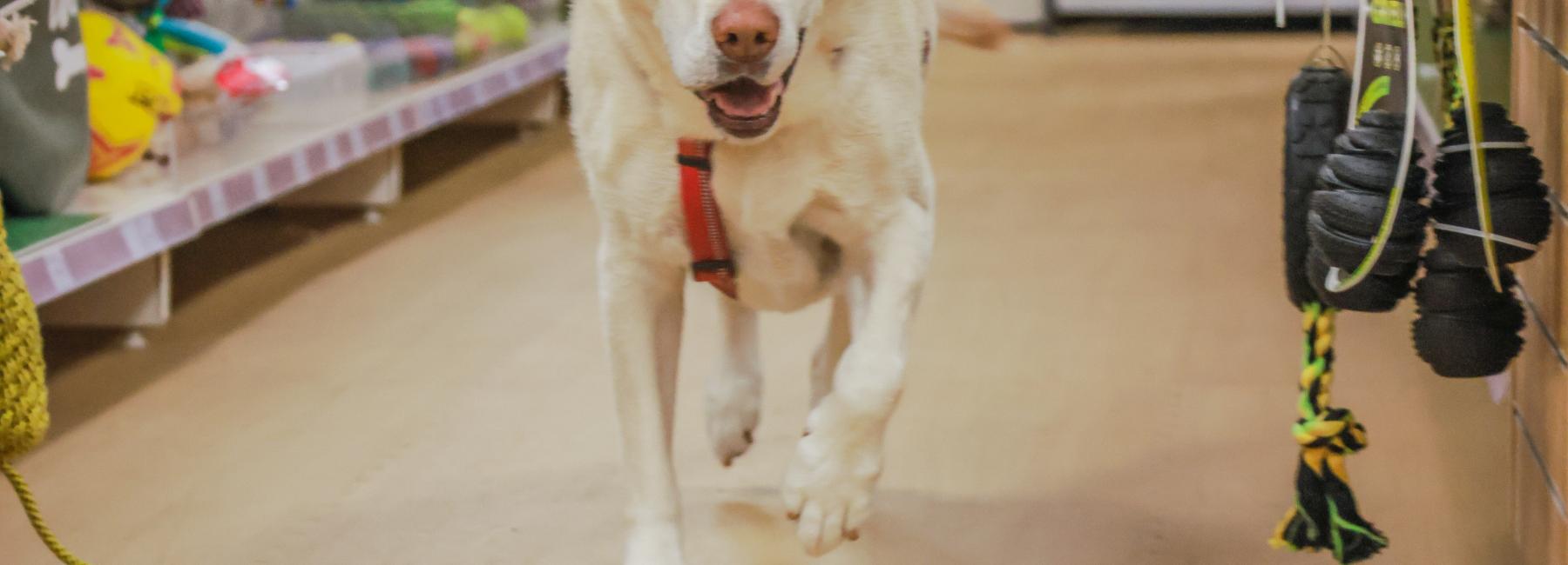 Just for Pets - Image 15