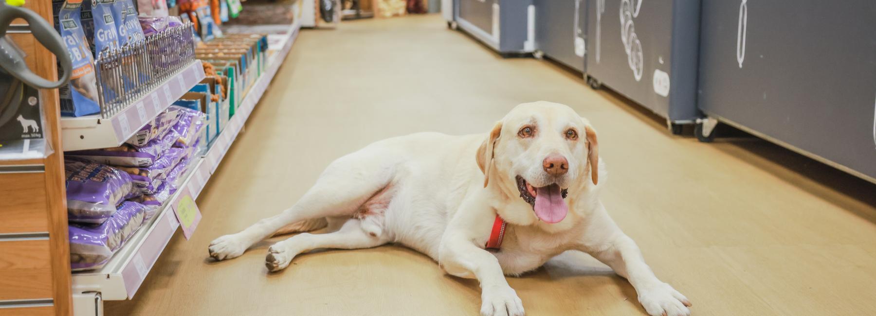 Just for Pets - Image 5